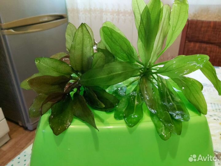 Прополка и Эхинодорусы