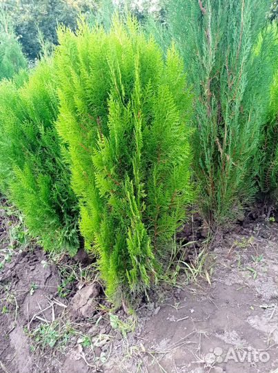 Черешня, груша, яблоня, персик, абрикос, слива