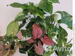 Сингониум разные сорта