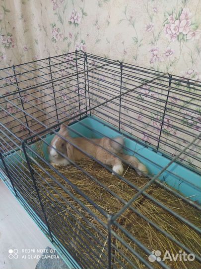 Декоративный кролик с клеткой