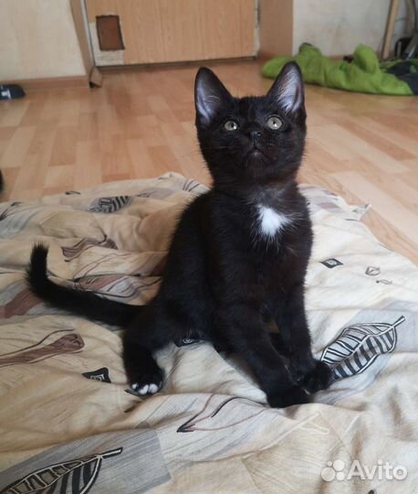 Победитель розового гламура