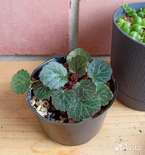 Камнеломка комнатная