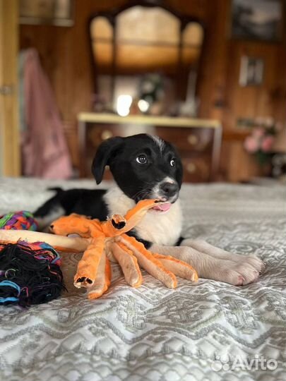 Щенки бесплатно