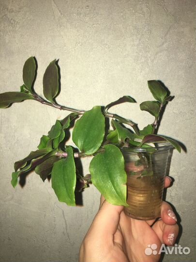 Традесканция