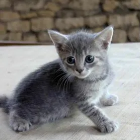 Котята серые полосатые