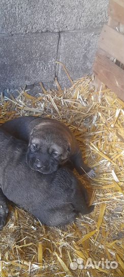 Шинки армянского гампро