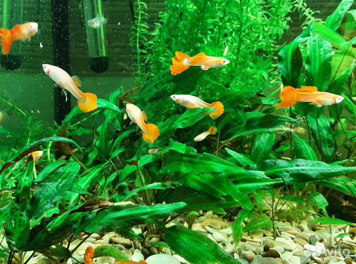 Креветки вишня, криптокарина и элодея