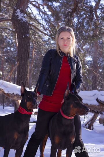 Доберман для фотосессии