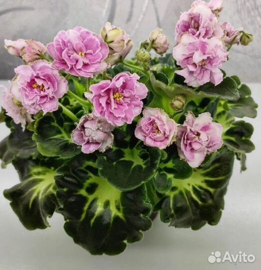 Фиалки сортовые детки