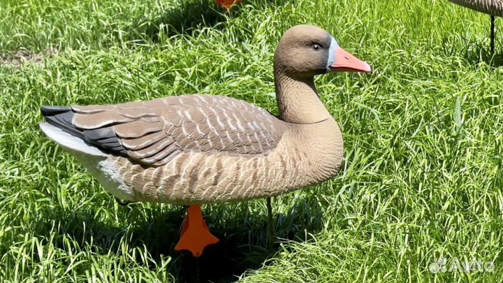 Чучела гусей поле- вода