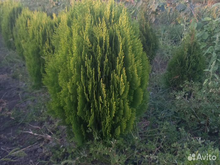 Туя аурея нана