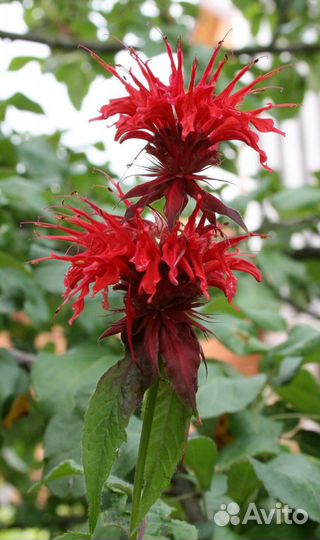 Посконник.Маргаритки,Купена,Монарда,многолетние