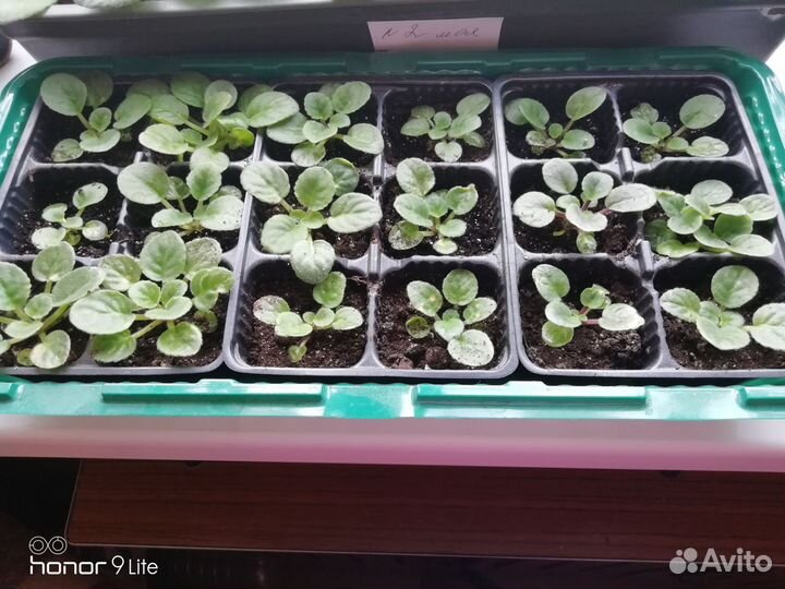 Цветущие фиалки