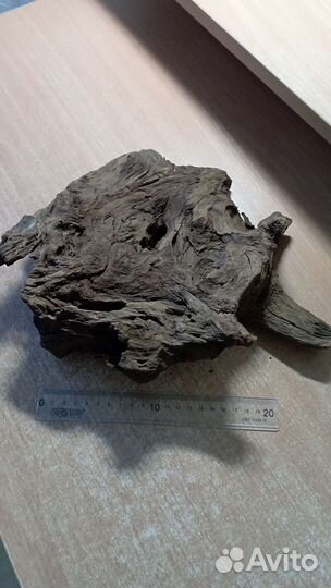 Коряга мангровая