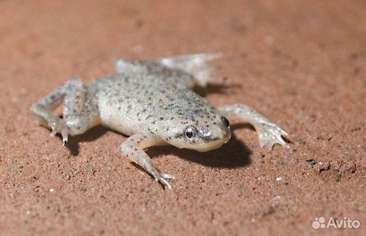 Лягушка карликовая