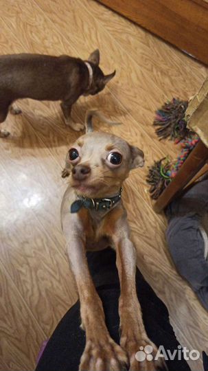 Вязка лилового той терьера