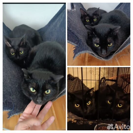 Котик и кошка ищут дом