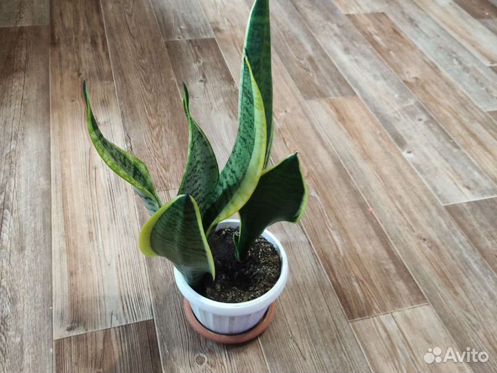 Сансевиерия