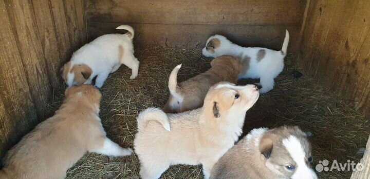 Щенки западно сибирской Лайки