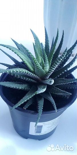 Суккуленты