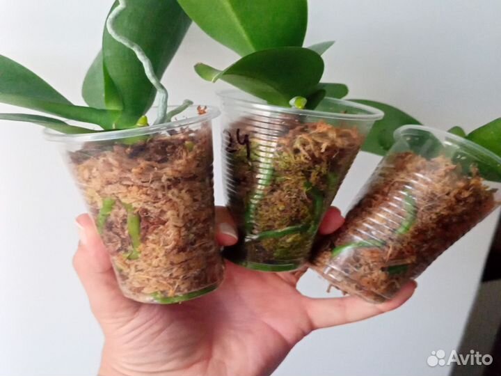 Орхидея фаленопсис бабочка