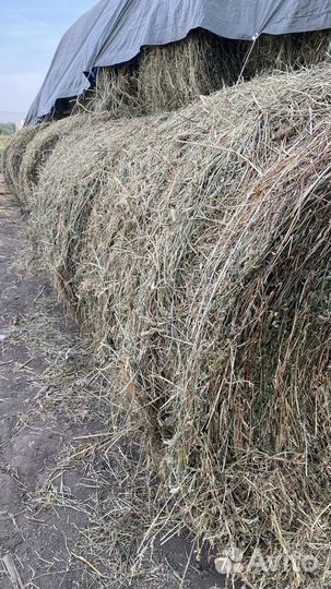 Сено люцерны в тюках