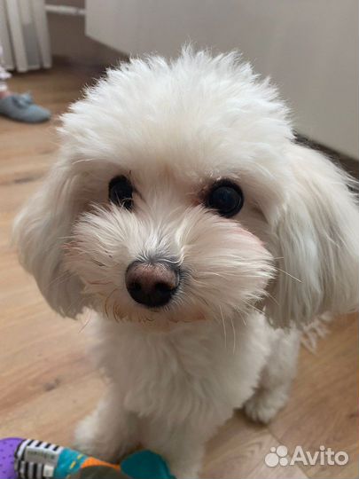 Собака мальтипу