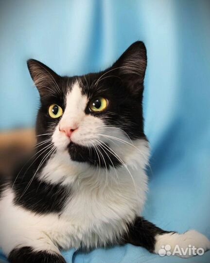 Кот Бородач ищет дом