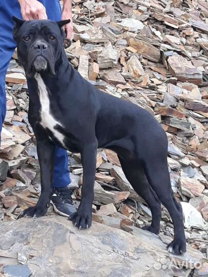 Щенки Кане Корсо