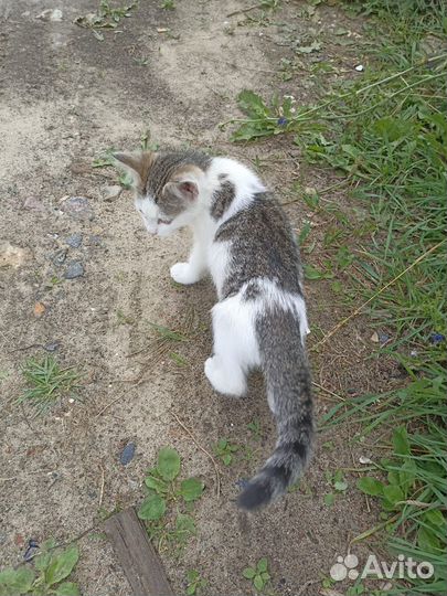 Котенок в добрые руки
