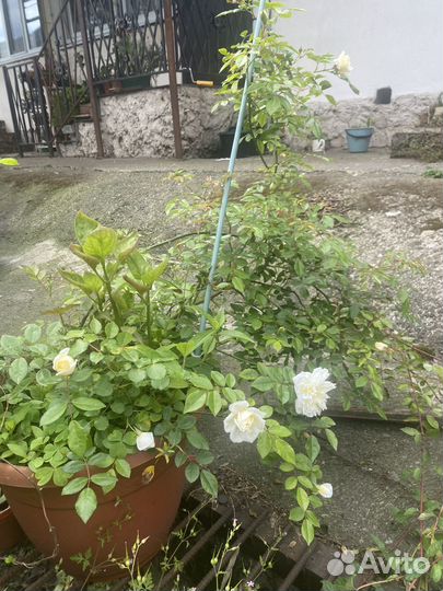 Кедр гималайский