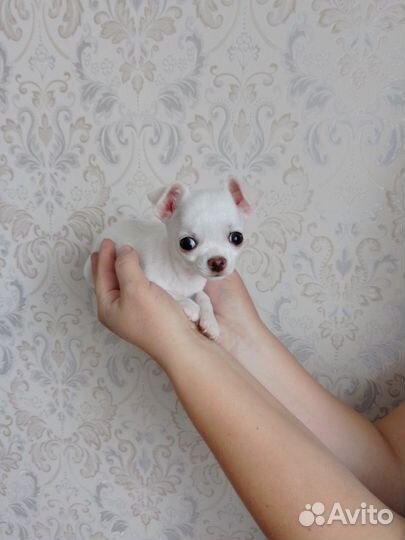 Чихуахуа мини щенок