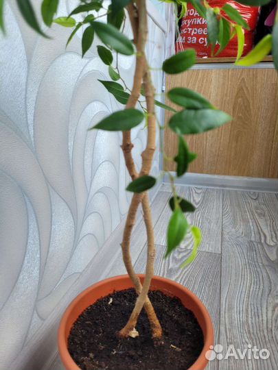 Фикус бенджамина