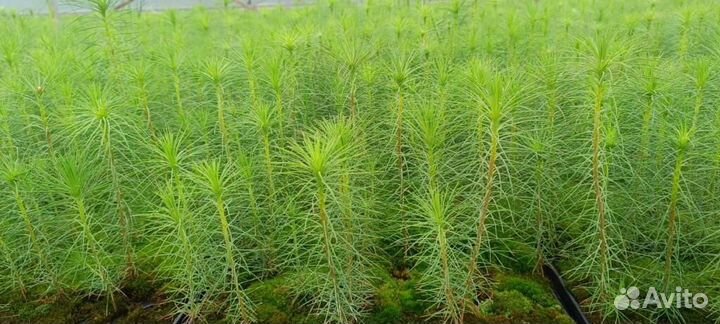 Саженцы ели окс от производителя