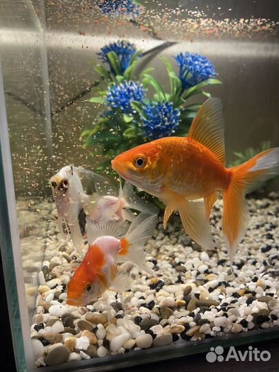 Аквариум 45 литров со всем содержимым