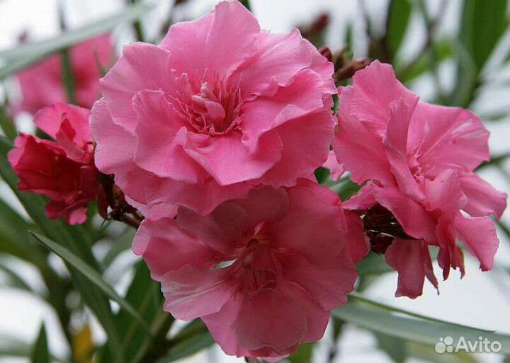 Комнатные цветы