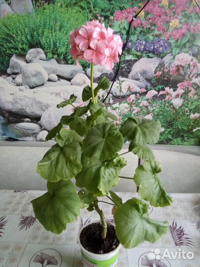 Герань пеларгония