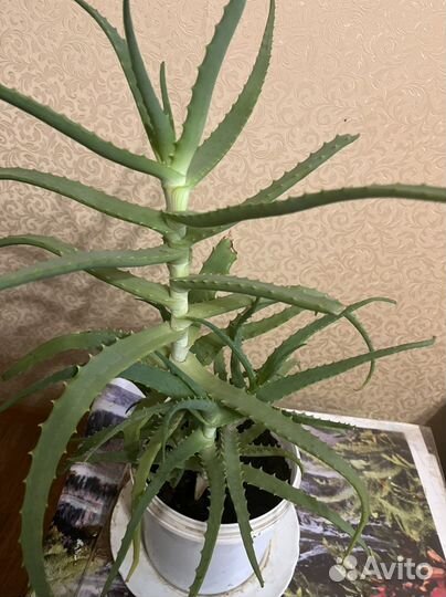 Алоэ 3 года