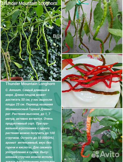 Острый перец Для перцовки, два сорта