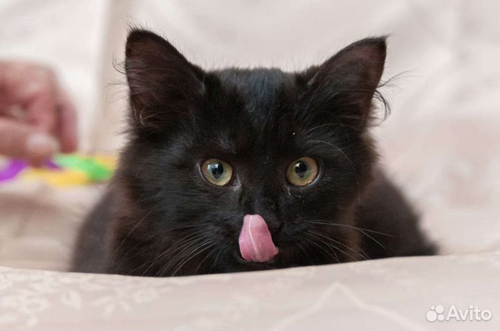 Котик в дар, котёнок