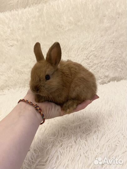 Декоративные кролики