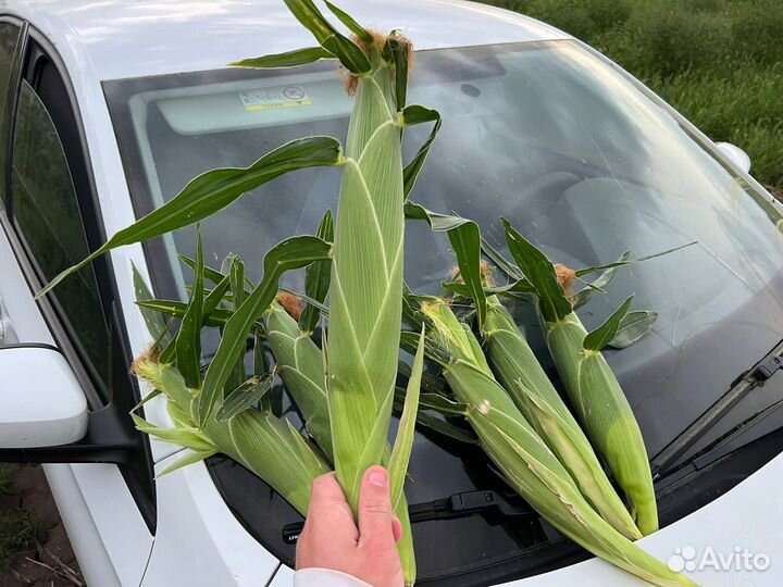 Кукуруза в початках