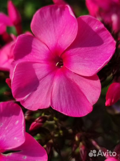 Флоксы многолетние