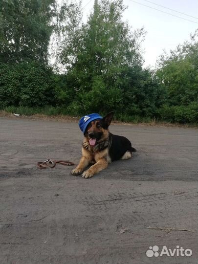 Выгуливать собак работа