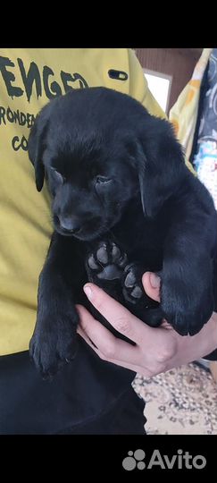Щенок лабрадора девочка