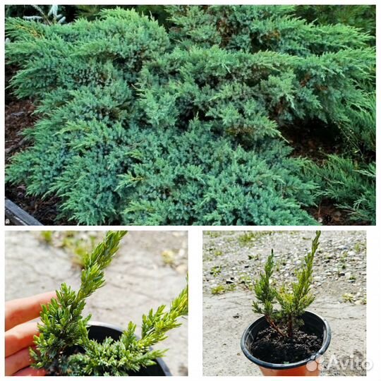 Саженцы хвойных растений