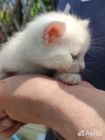Кошка в дар бесплатно