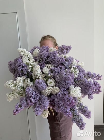 Сезонная сирень