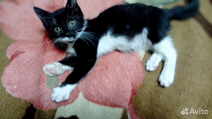 Котёнок