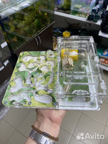 Муравьиная ферма с муравьями